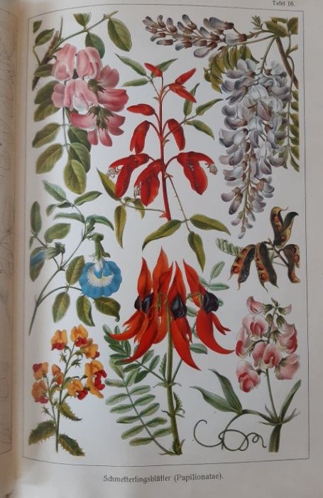 Otto Warburg - II WYDANIE Flora Bibliographisches Institut Lipsk 1923r