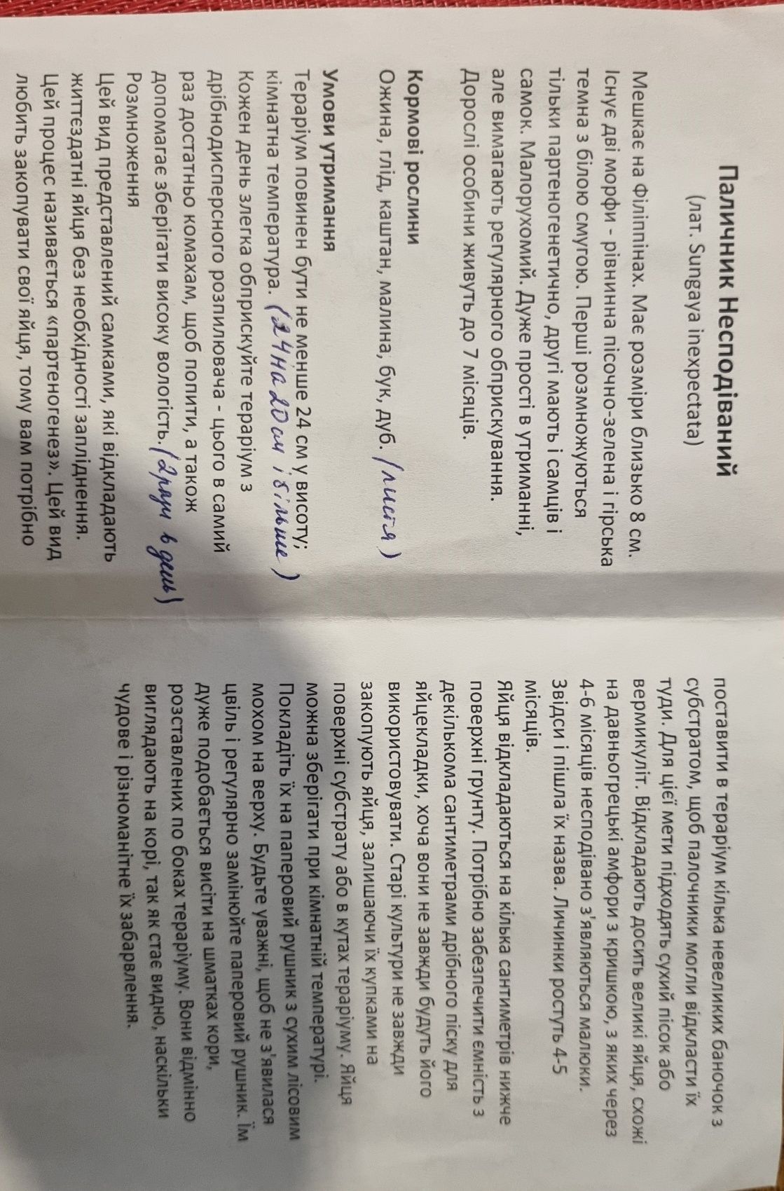 Паличник несподіваний