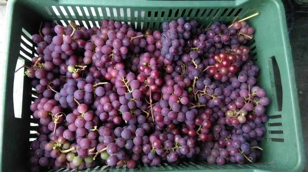 Sadzonka winorośli Swenson Red winogrono