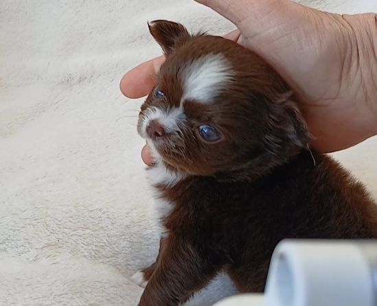 Дівчинка у Львові