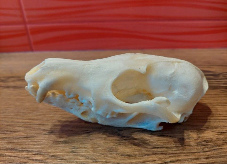 Ozdoba. Naturalna czaszka lisa. Myślistwo.