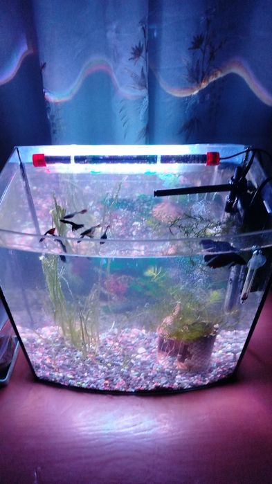 Молодь рибок Гуппі. Лубни