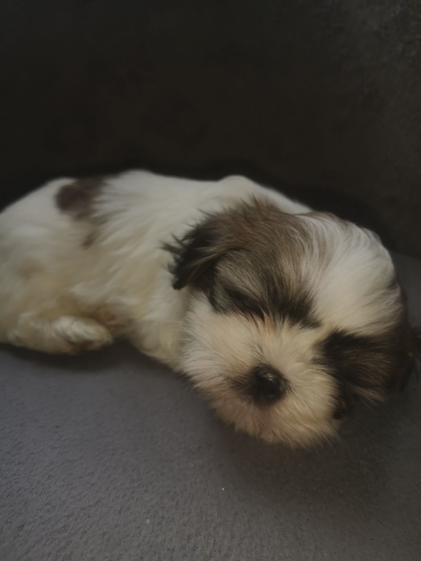 Szczeniaczek shih-tzu