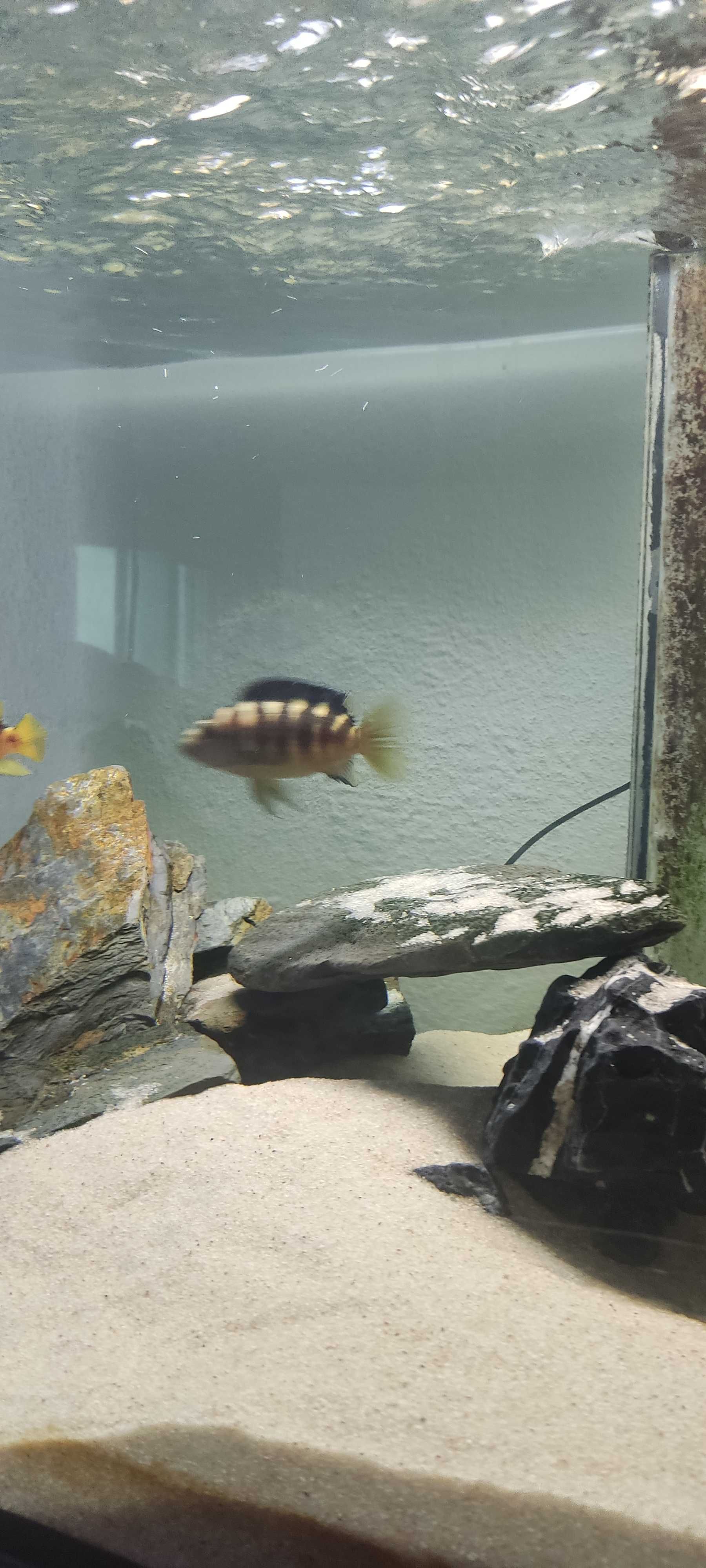 Ciclideos africanos (troca Caeruleus)- Pseudotropheus crabro (Abelha)