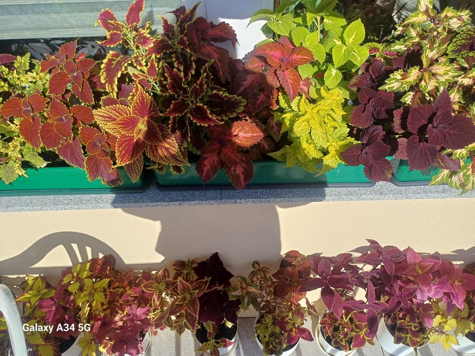 Koleusy 20 odmian bukiet cięty