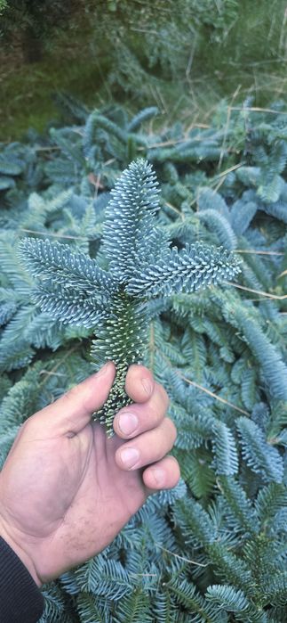 Kruciaki Jodła Nobilis