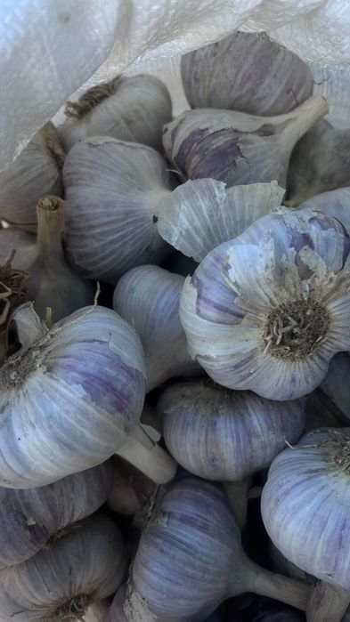 Продам часник озимий Любаша,Мессідор,Рокамболь та ярий Сочинський