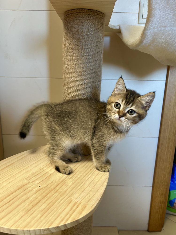Scottish Straigth, tabby, Algarve