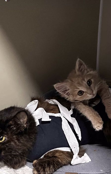 Абрикоска в добрі руки