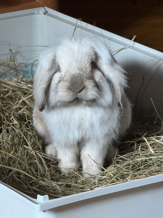 Продам декоративний кролик,кроленята (ОПИС)