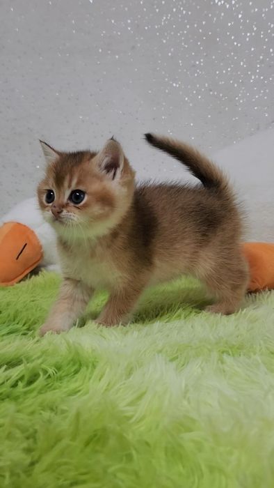 Шотландська золота шиншила