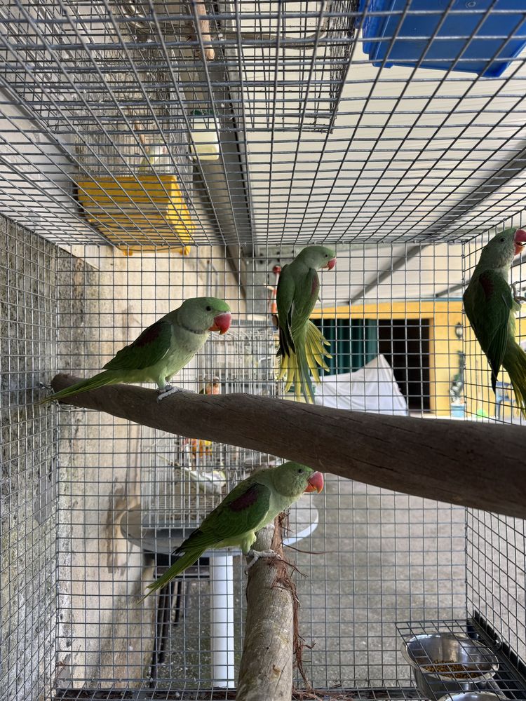 Varias aves domesticadas