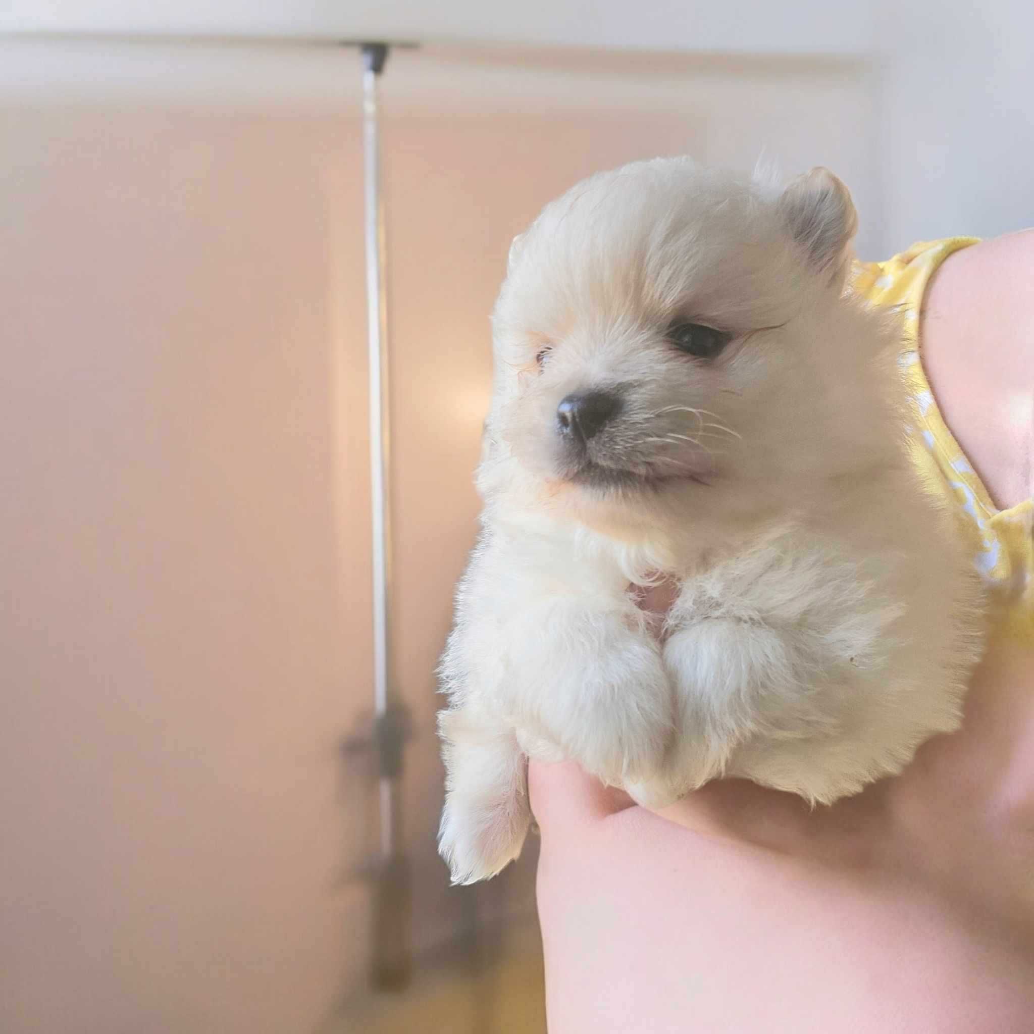 Pomeranian Szpic miniaturowy krem Trójmiasto pomorskie