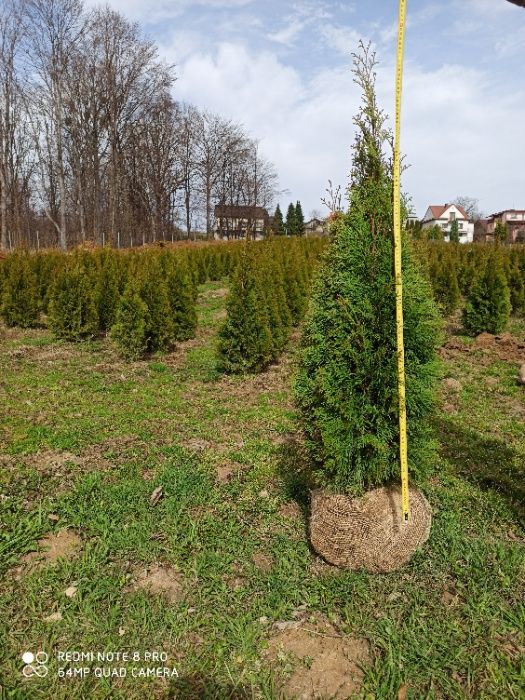 Thuja Szmaragd, tuja szmaragdowa