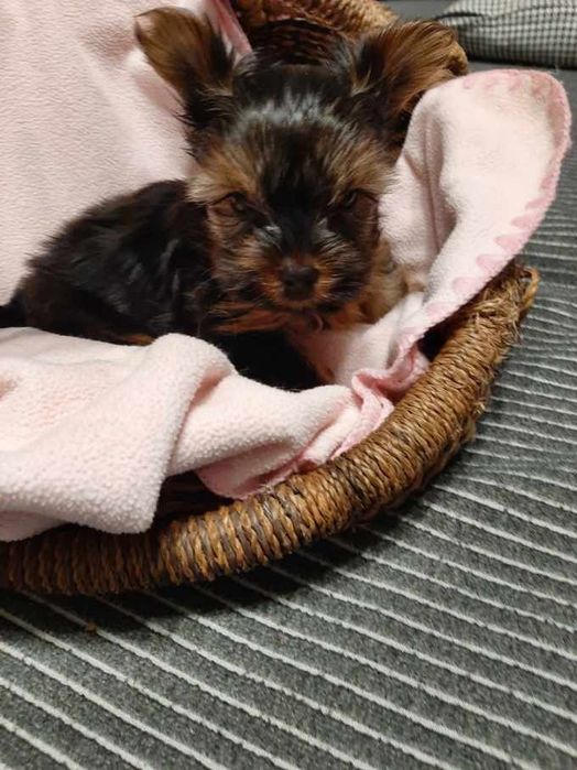 York  dziewczynka miniaturka