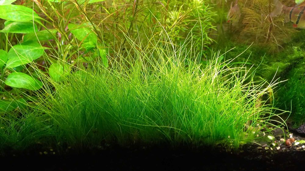 Аквариумные растения .