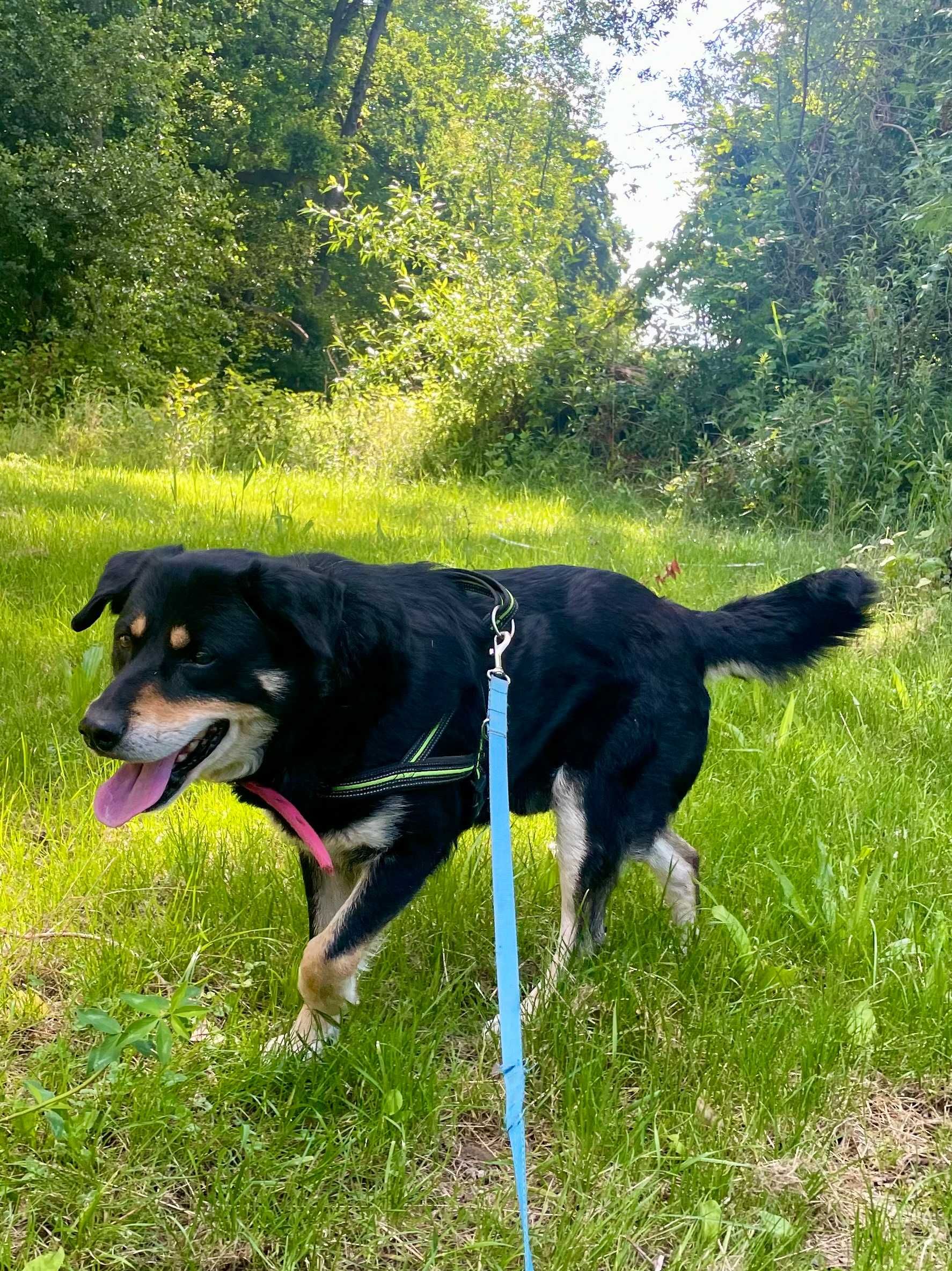 Pies w typie pasterski berneński poleca się do adopcji