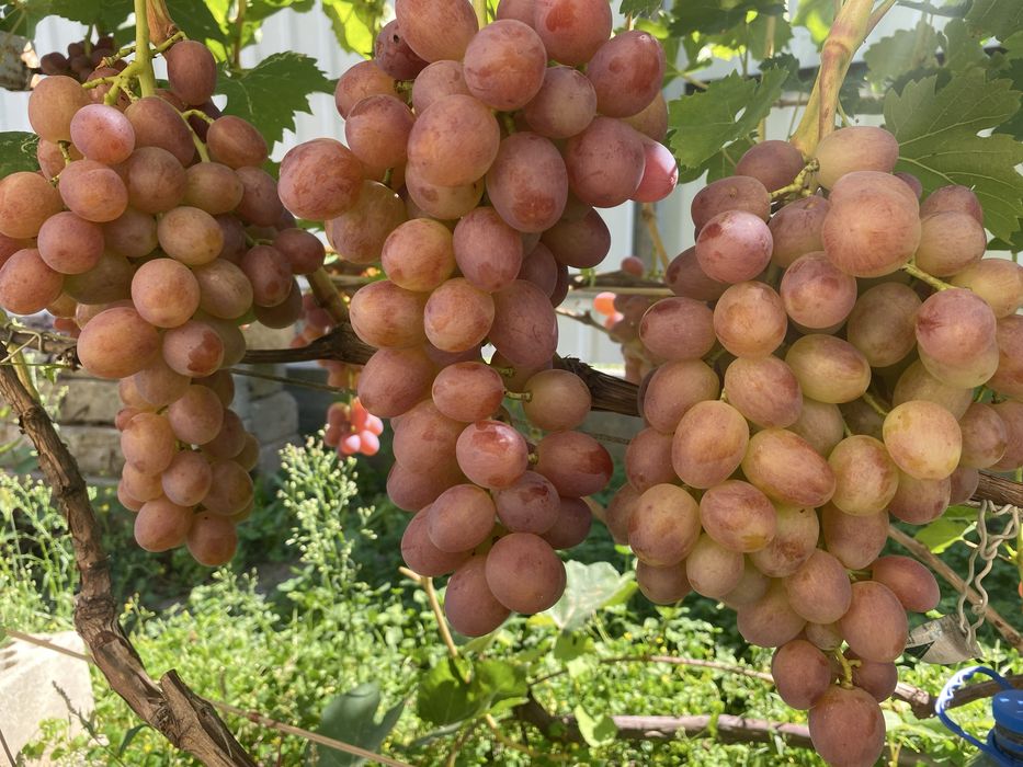 Черенки винограда