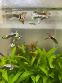 Peixes Guppy (machos)