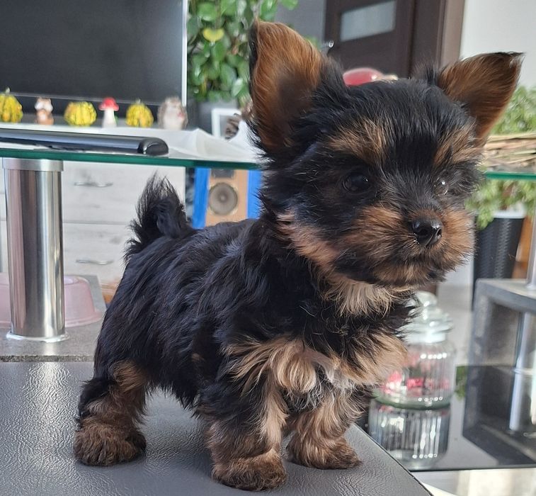 Yorkshire Terrier