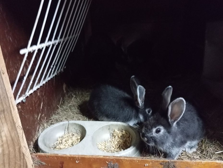 Sprzedam młode króliki