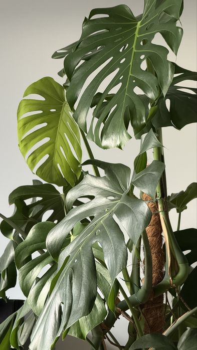 Monstera deliciosa XXL (odbior osobisty)