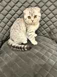 Gatinho "Scottish Fold"
