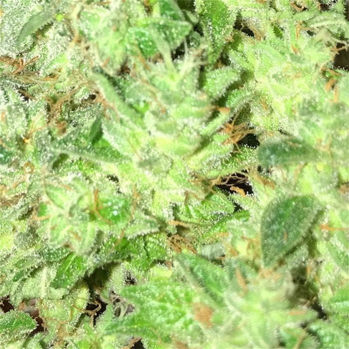 5G Susz CBD GORILLA GLUE 38% (bez THCP HHCO) Legalny