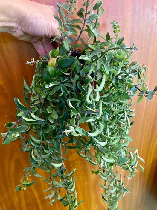 Aeschynanthus Twister