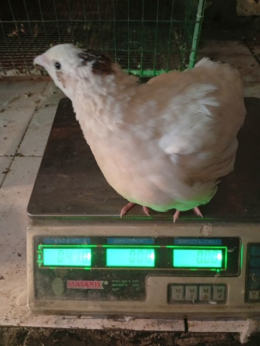 Продажа перепелов разных возрастов