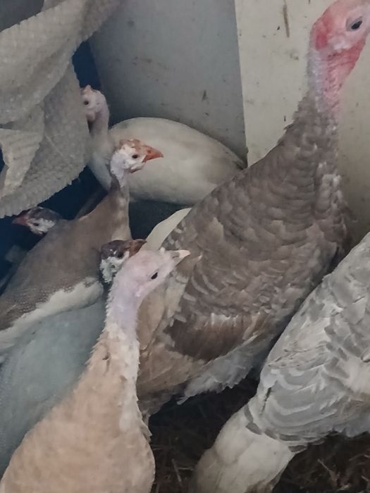 Perliczki,indyki,kogut,gęsi lamdes,sewastopolskie