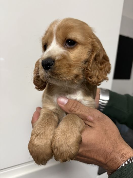 Cocker femea dourada