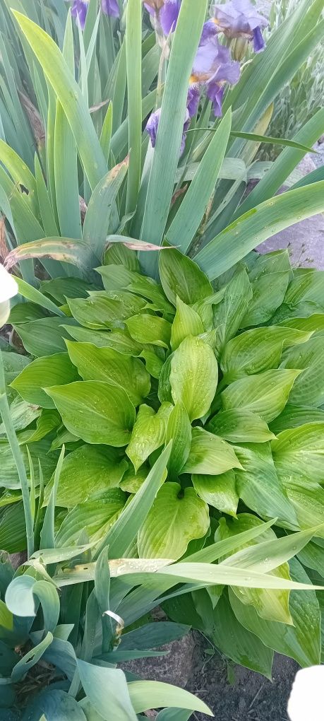 Funkia Hosta zielona