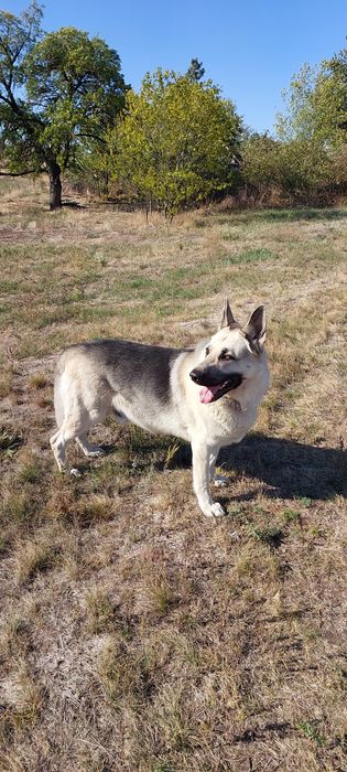 В'язка СЄВ східно-європейська вівчарка