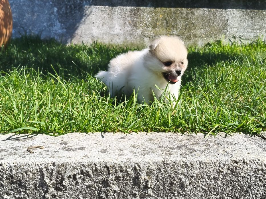 Spitz alemão machinho
