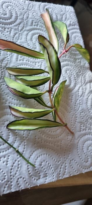 Hoya Wayetii i Kentiana variegata - zestaw