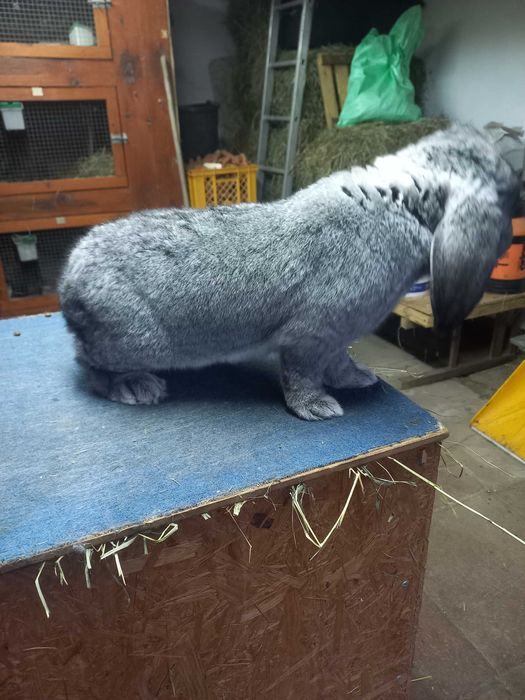 Baran francuski szynszylowy samiec szynszyl rodowód