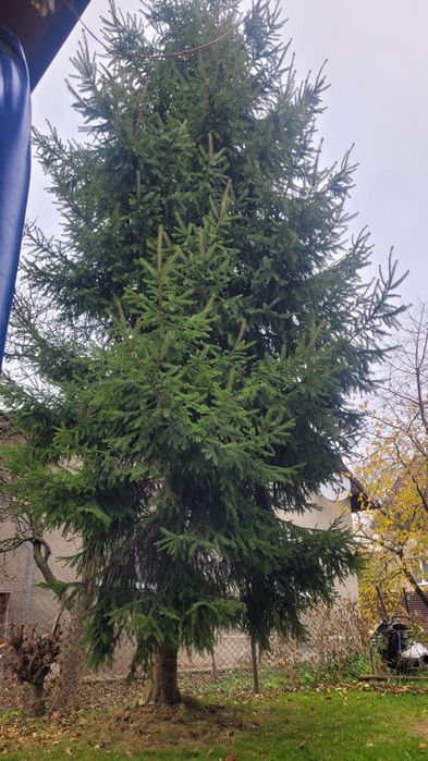 Віддам безкоштовно