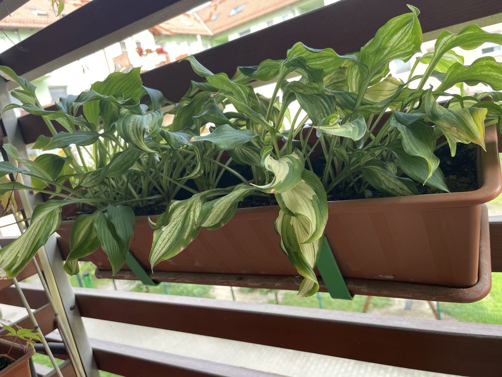 Funkia hosta liście ozdobne 2-kolorowe 8szt.