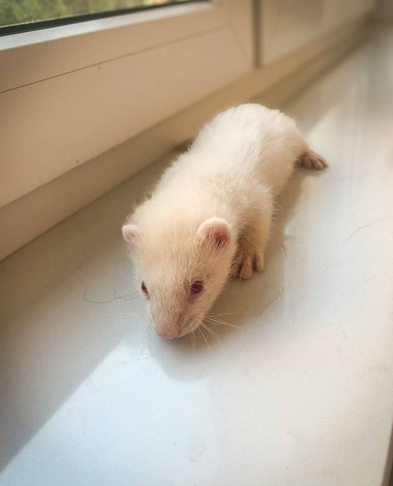 Fretka samczyk albinos