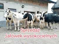 Jałówki wysoko cielne HF . Cena z transportem .