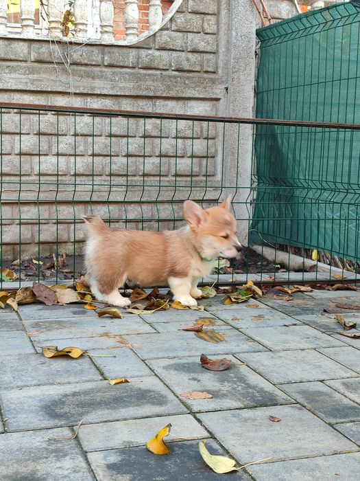 Корги пемброк , цуценята хлопці та дівчата. Ціна 850.00 евро.щенки