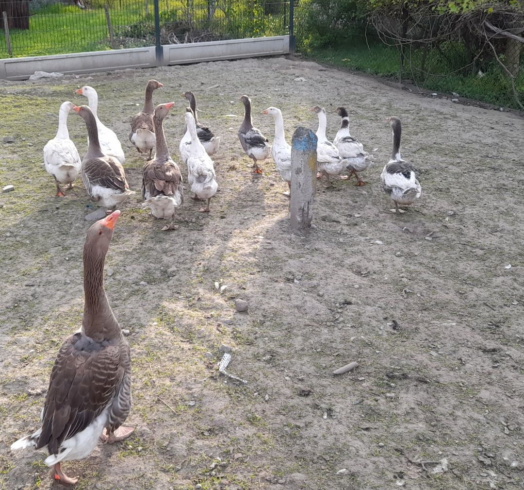 Gęsi Landes Łaciate Kołudzkie dorosłe