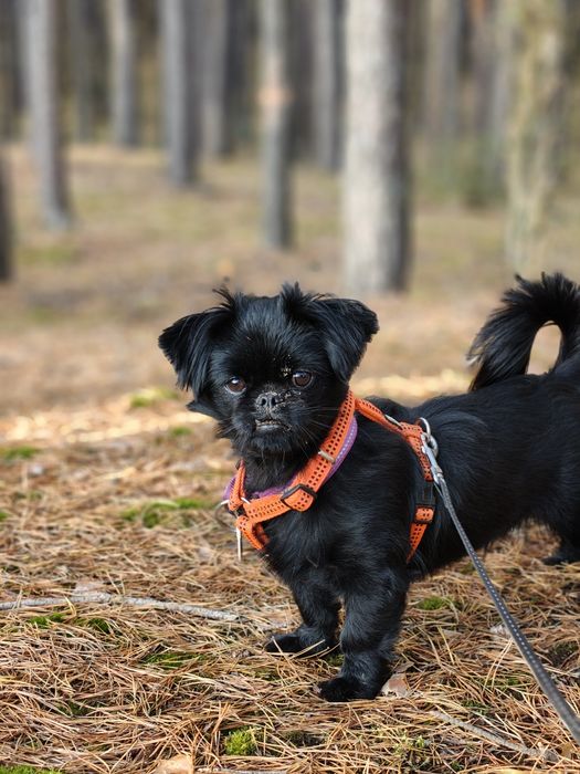 Do adopcji sunia w typie rasy pekińczyka/shitzu szuka dobrego domku