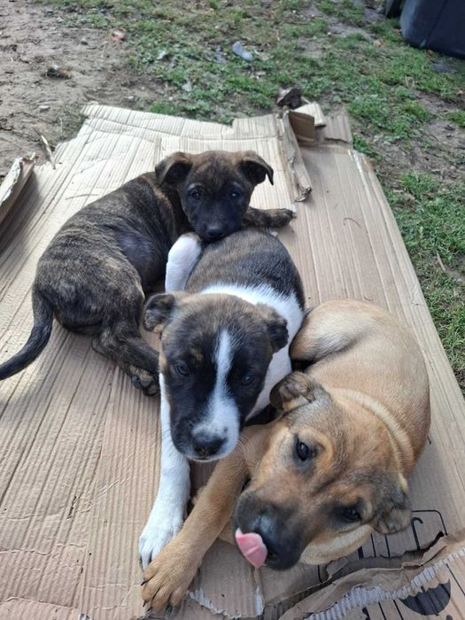 Szczenięta szukają kochajacego domu