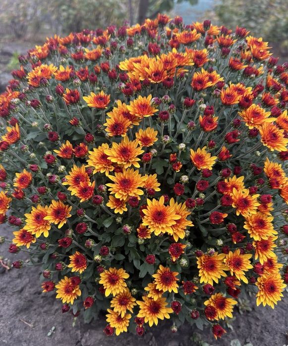 Хризантема мультифлора