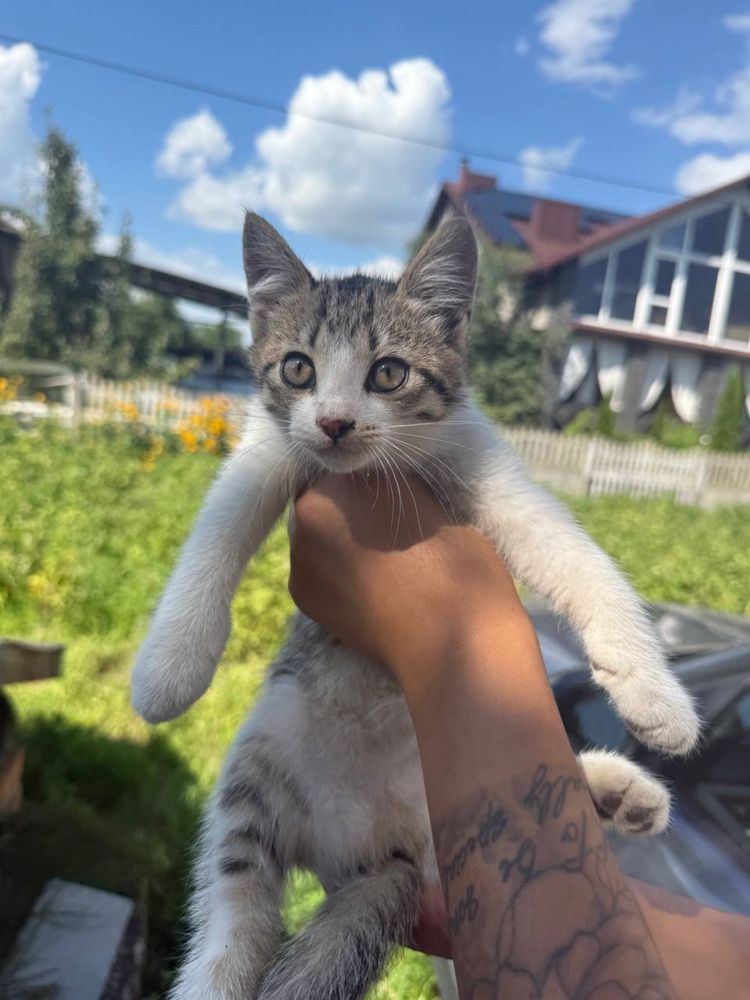 Кошенята 3 місяці