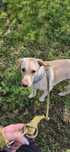 Do oddania 2 letni labrador