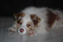 Chłopak Red Blue Merle Border Collie gotowy do odbioru .