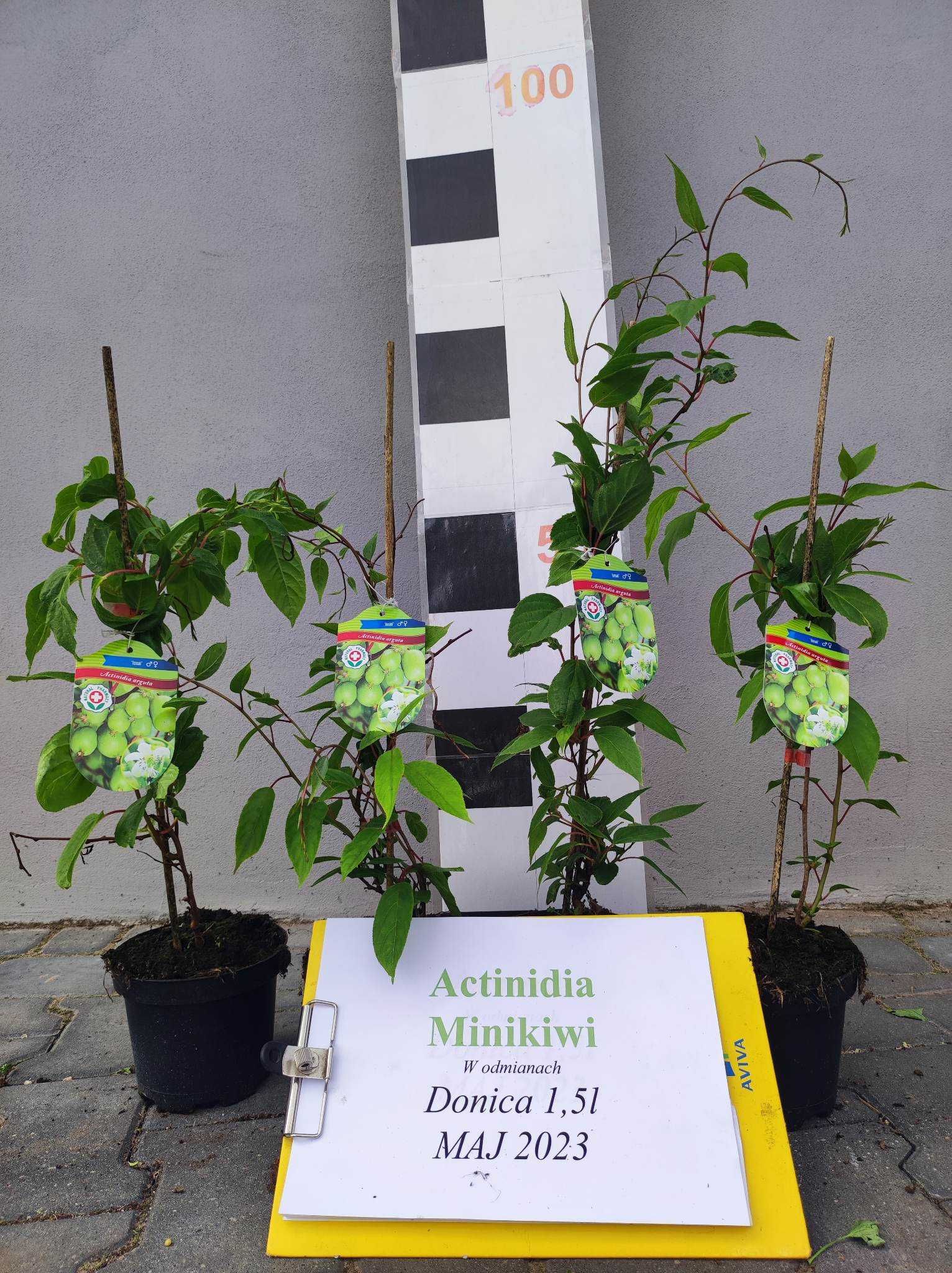 3 Actinidia Minikiwi 3 lata Issai, Kens Red, Weiki-Bayern Kiwi